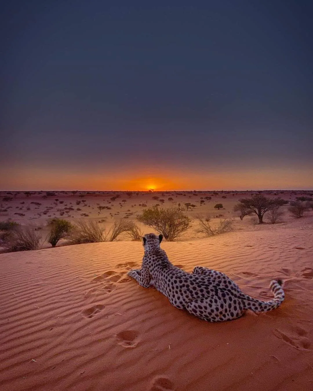 Guepardo echado sobre la arena mirando el atardecer