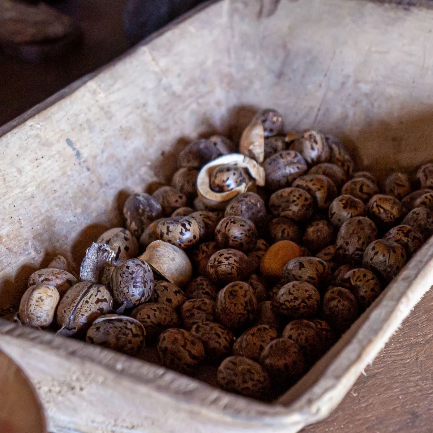 Ikin, nueces de palma usadas en la adivinación de Ifá