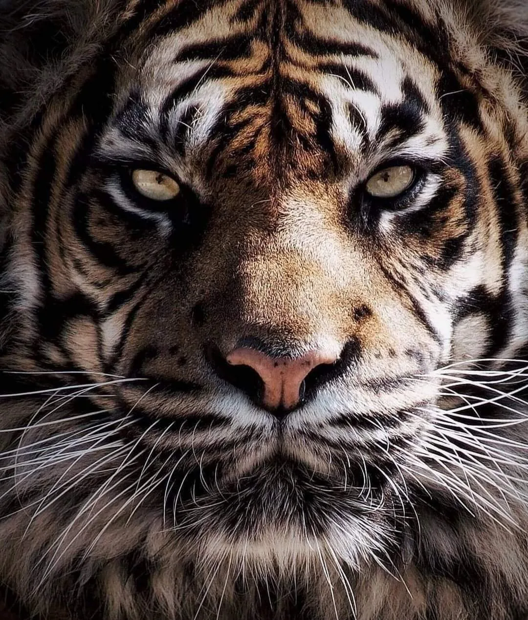 Primer plano de un tigre mirando de frente