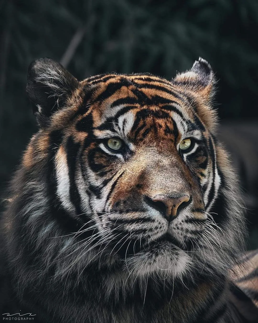 Retrato de un tigre entre la vegetación
